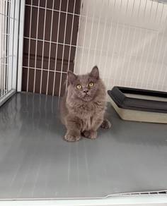Minuet Napoleon kitten