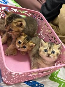 bsh for sale