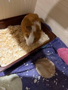 guinea pig and cage to sell