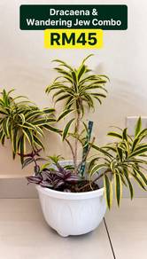 Large Dracaena & Wandering Jew Combination Planter