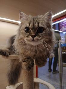 British Long hair cat for sale