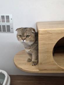 Munchkin fold cat for sale