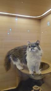 Munchkin bi color cat for sale