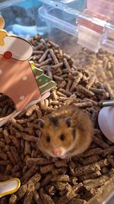 Syrian big bone hamster for sale