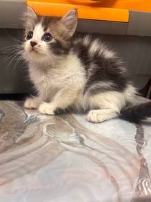 kitten for sales