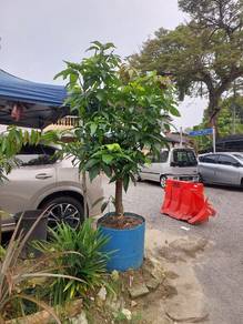 pokok kundang madu kahwin