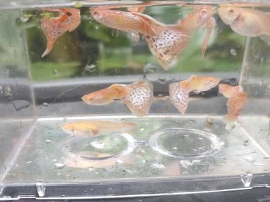 Albino Snake skin Guppy 