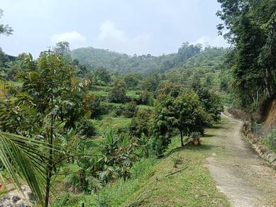 Highland Durian Garden for Sale
