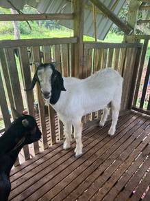 Kambing Jate kacuk boer&japnapari