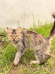free give away cat