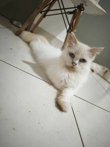 female adult cat