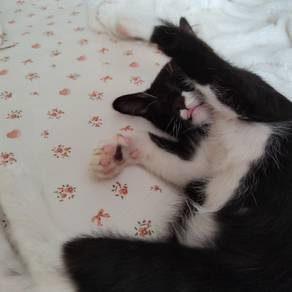 kittens full black & tuxedo 3 months. 
