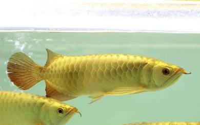 arowana golden crossback 8 inch -wholesale price