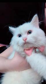 beautiful doll face cat