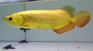 Arowana 24k golden crossback 13 inch-wholesale