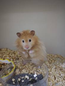 poly syrian hamster
