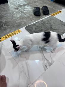 Cat Grooming Mandi Kucing KL