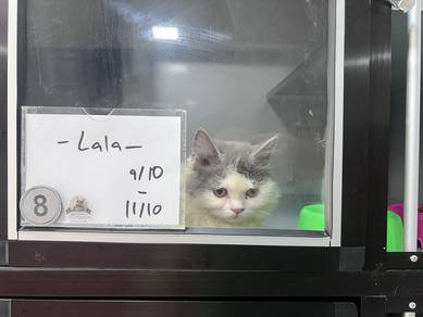 Cat Hotel Boarding Sentul KL