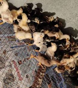 anak ayam Kampung original 