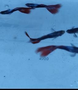 Guppy HB Red Tuxedo-Blue Body Red Tail