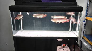 Arowana