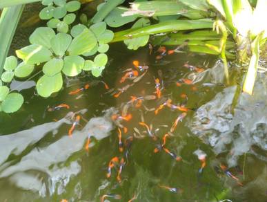 Tuxedo Red Lyretail Guppy-Local Line
