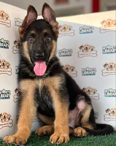 German Shepherd