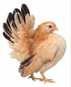 Ayam Serama Gred A sepasang untuk DILEPASKAN
