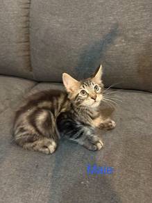 mainecoon kitten
