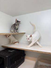 kitten for free (all female)