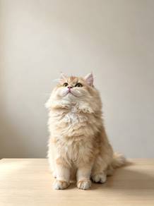 British Longhair Golden Shaded 