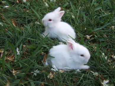 Anak Arnab putih / White Bunny