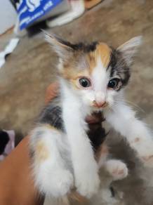 kucing percuma