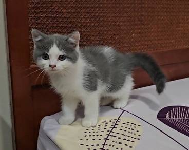 Bsh kitten