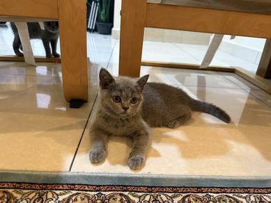 British Short Hair Kitten