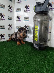 Miniature Dachshund dapple fe male
