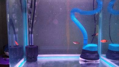 3 ekor platy (MIX)