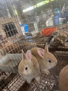 Anak arnab mix