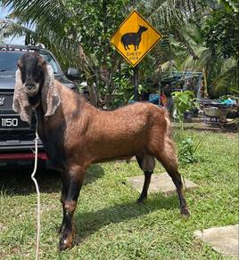 Kambing Jamlo