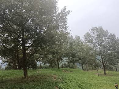 durian farm for sale 