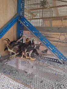 Anak ayam pama