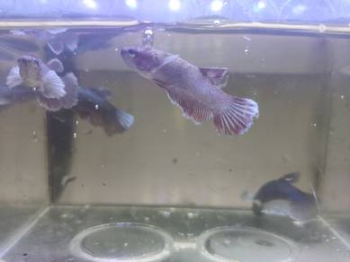 Dumbo female betta fish Ikan Laga Betina