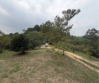 1 Acre Durian Orchard Serendah