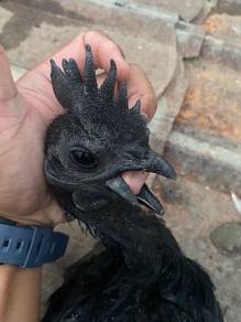 Ayam cemani gred A