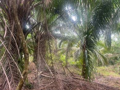 Johor Segamat | 1,535 Acres Freehold Palm Oil Land For Sale