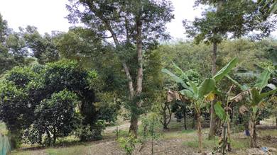 Lanchang Pahang Durian plantation For Sale