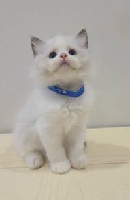 ragdoll