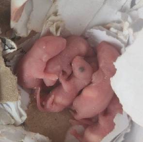 pinky mice for sale