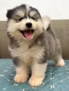 Woolly Husky