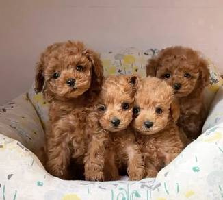 BV012 Tiny Poodle cute family pet puppy